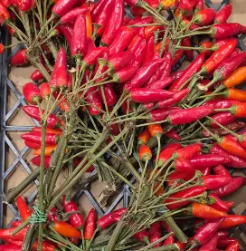 Rote Chili Picanti Bund