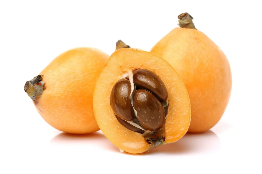 Loquat