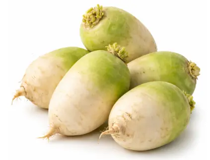 [GSAL102113457] Radish White